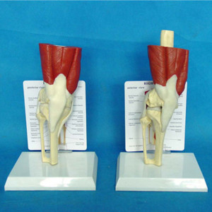 Medical Teaching Knee Joint Skeleton Anatomy Functional Model (R040105)