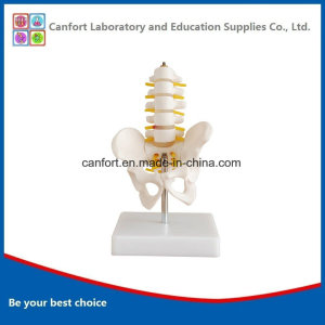 PVC Anatomical Model Small Size Pelvic Girdle Five Lumbar Spine Model